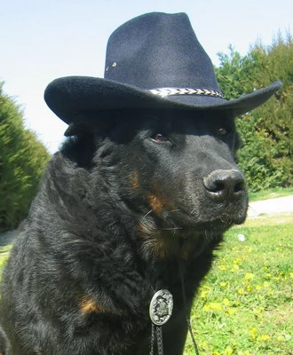 beauceron-chapeau-starsky-a