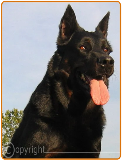 beauceron-bergerdebeauce-starskylee