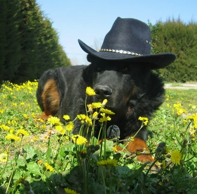 beauceron-chapeau-starsky-c