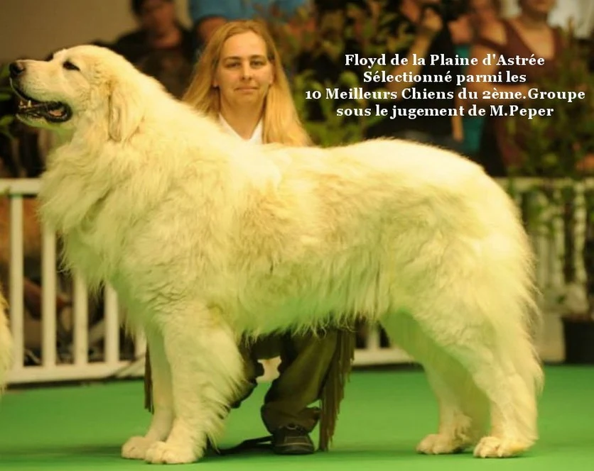 patou floyd de la plaine d'astrée