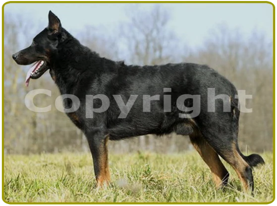 beauceron starsky lee de la plaine d'astrée