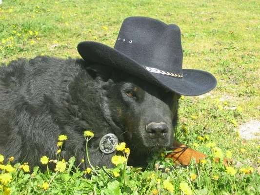 beauceron-chapeau-starsky-b