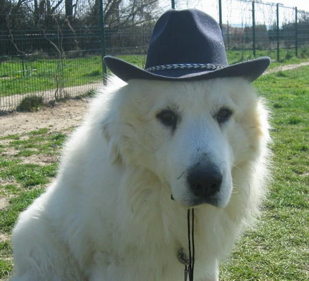 chien-de-montagne-des-pyrenees-patou-plaine-astree