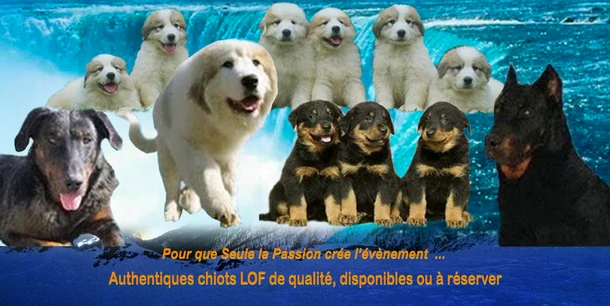 Montage original de La Plaine d’Astrée : Patous, Beaucerons et chiots devant une cascade