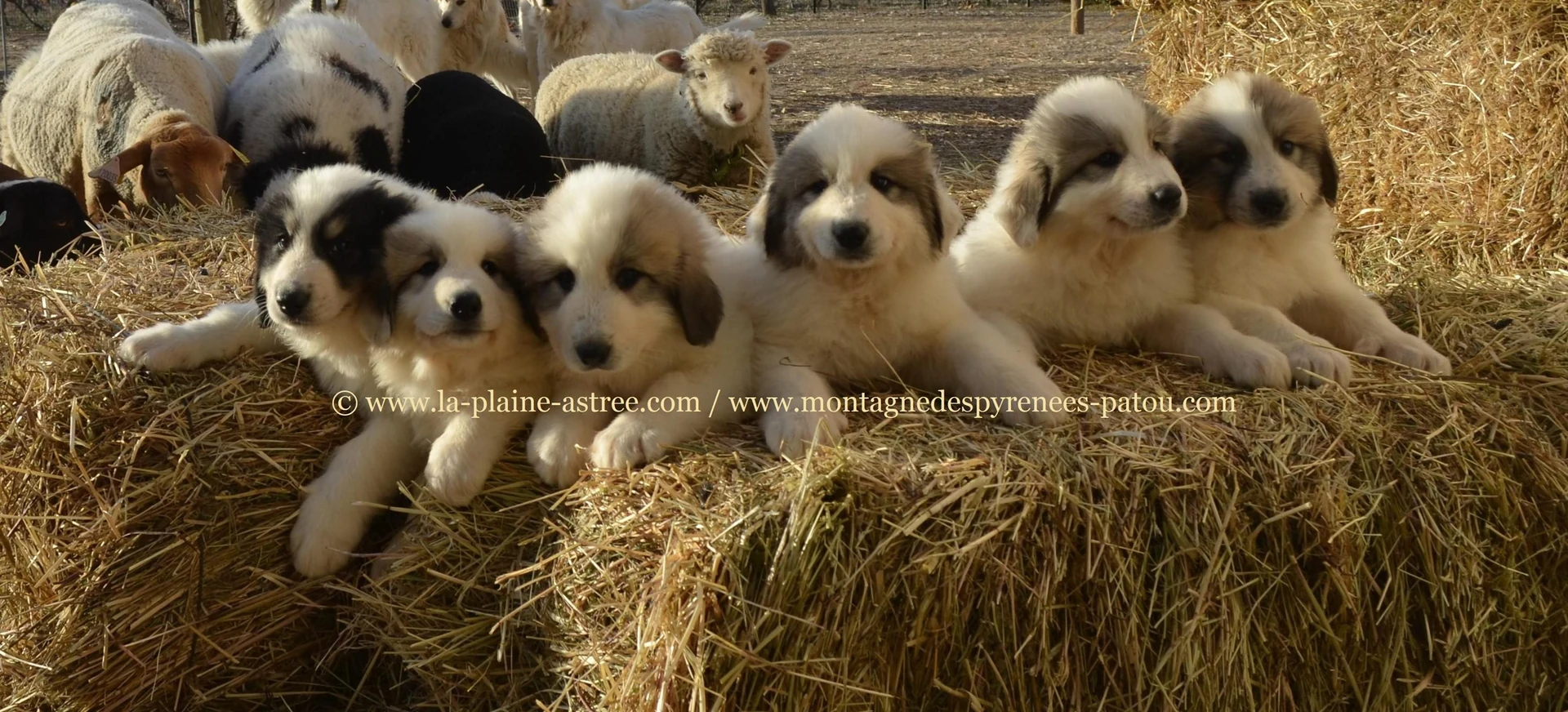 Nos chiots